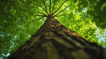 El experimento PARCHED evaluó la