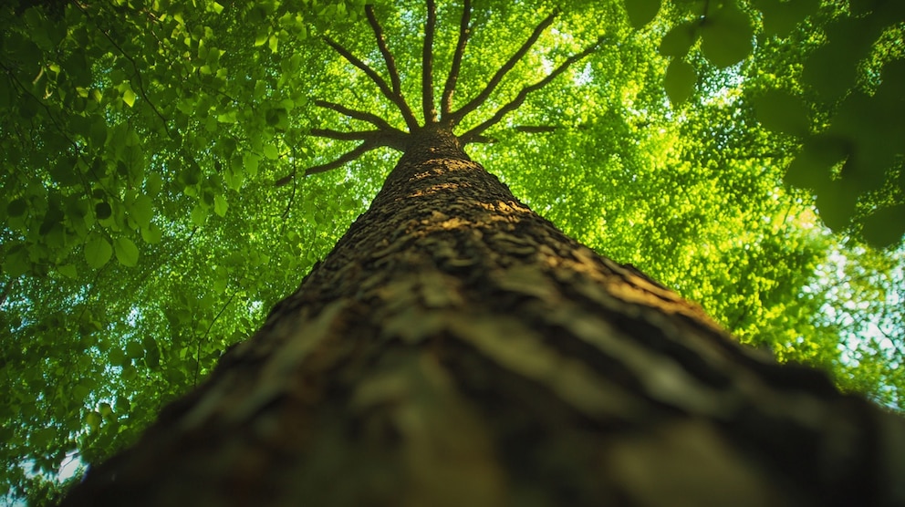 Los árboles tropicales revelan una estrategia subterránea para adaptarse a la sequía