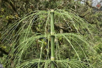 La hierba de cola de