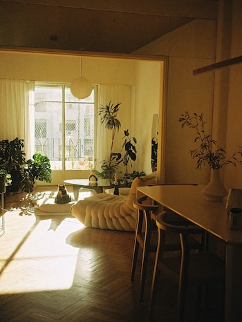 Un gato se sienta en un cojín en un salón con suelo de madera, sofá, mesa de centro, plantas en maceta y una ventana con cortinas blancas iluminada por el sol