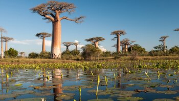 En la isla de Madagascar