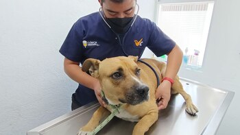 Cuando fue encontrado y rescatado,