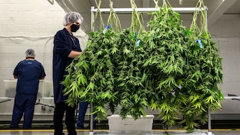 Las plantas recién cortadas se