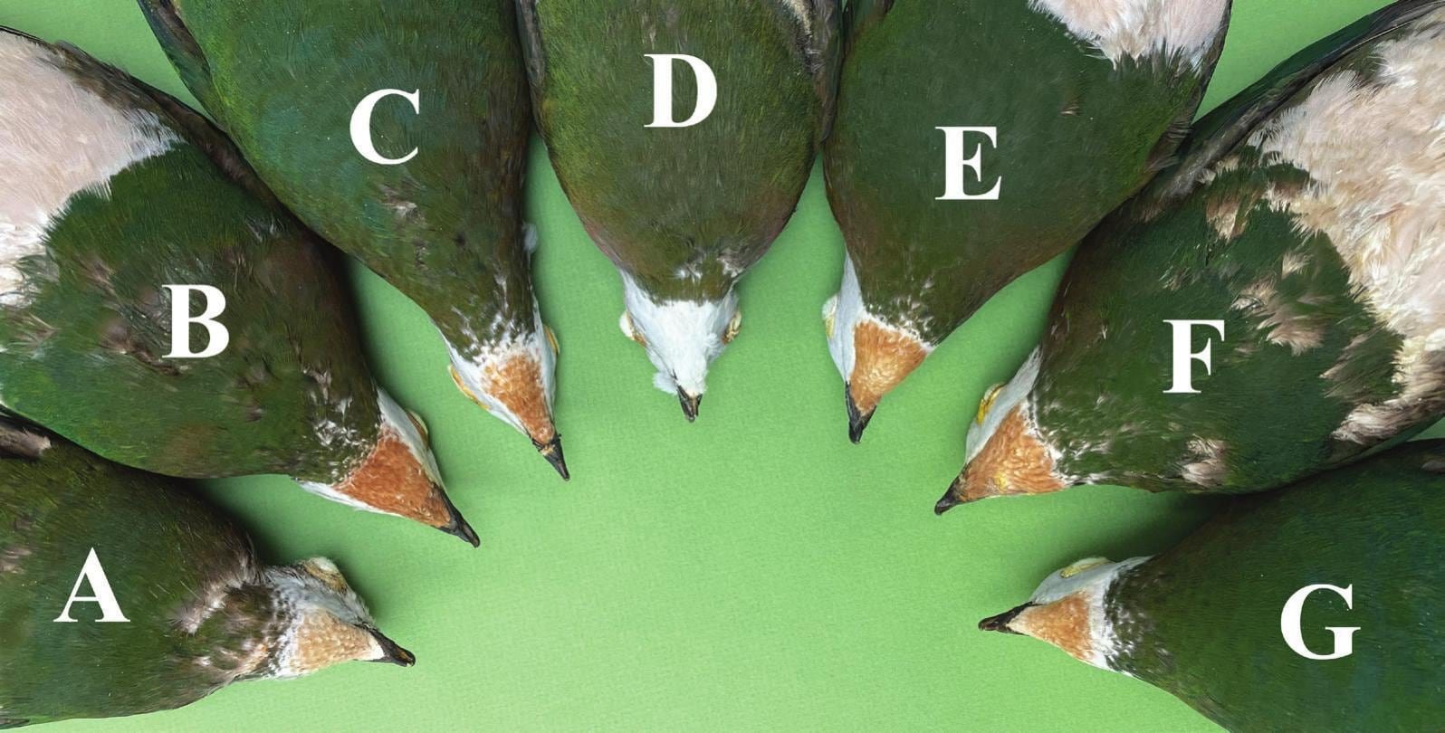 El investigador Matthew R. Halley identificó a la especie Ducula tawitawi en Filipinas tras revisar ejemplares de museo (Gentileza, estudio: Una nueva especie de paloma imperial (Columbidae: Ducula ) de Tawi-Tawi, Filipinas, publicado en Bulletin of the British Ornithologists’ Club)