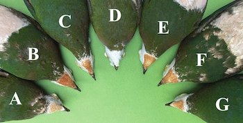 Siete cabezas y cuerpos de aves disecadas identificadas con las letras de la A a la G, dispuestas en semicírculo sobre una base verde