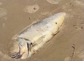 Alta salinidad provocó la muerte