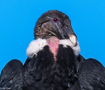 Altiva y misteriosa: una condoresa