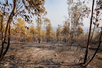 Zona quemada por el incendio forestal declarado en la tarde de este jueves en el paraje Raboconejo de Niebla (Huelva). (EFE/Alberto Díaz)