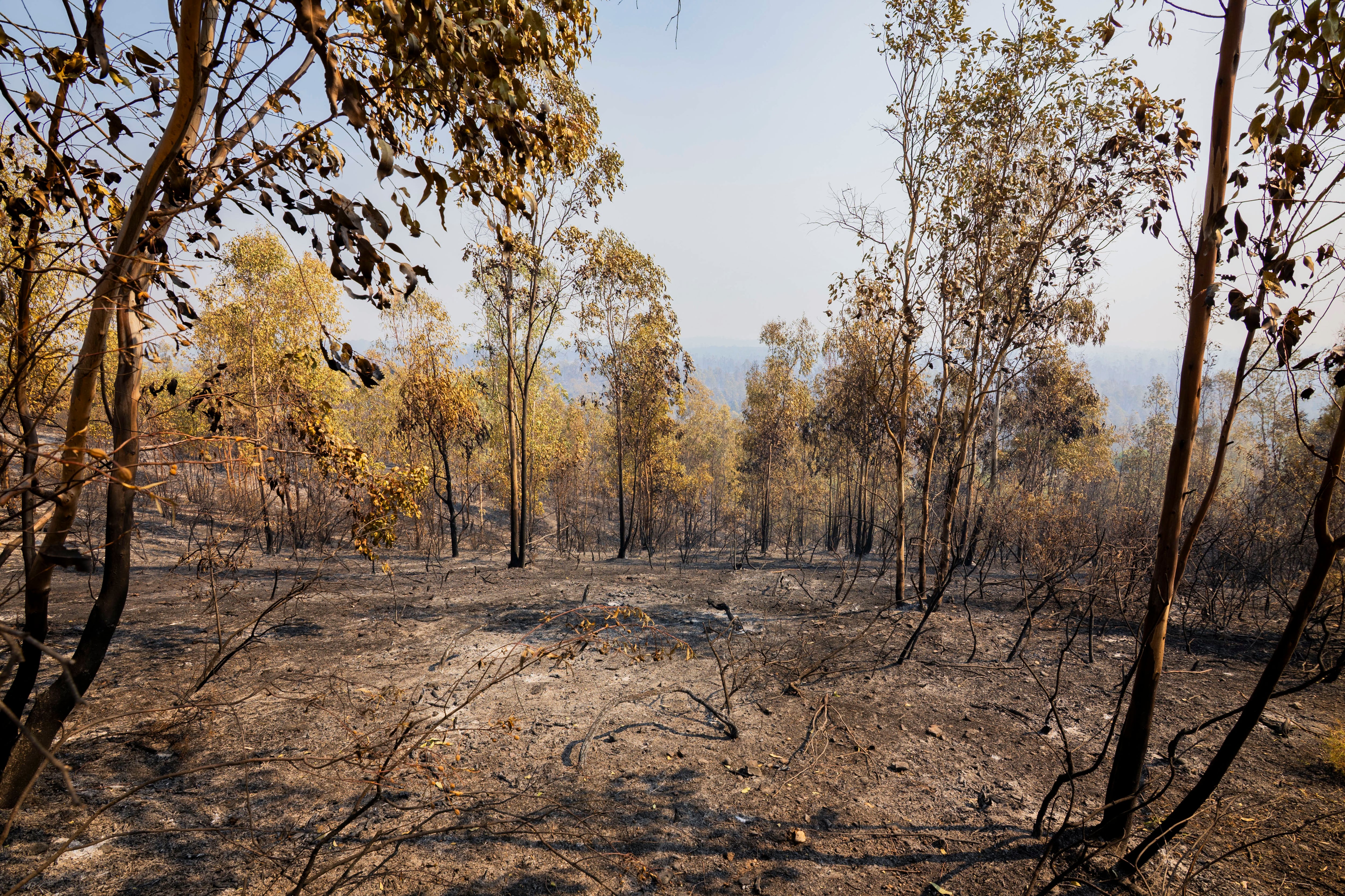 Zona quemada por el incendio forestal declarado en la tarde de este jueves en el paraje Raboconejo de Niebla (Huelva). (EFE/Alberto Díaz)