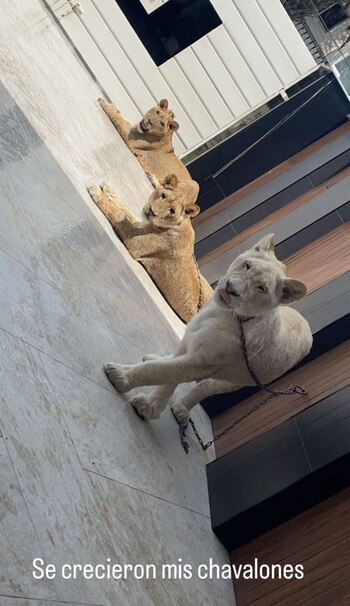 El Piyi presumía a sus