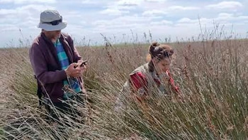 Dos personas, un hombre y una mujer, realizan trabajo de campo en un vasto pastizal con hierbas altas, bajo un cielo parcialmente nublado