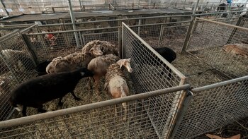 El dramático rescate de cabras, gallinas y conejos ante la lava del volcán La Palma