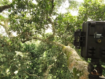 La fauna oculta de la cuenca del Congo