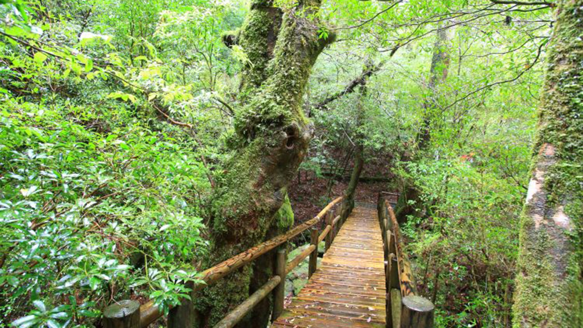 El bosque de Yakushima sirvió como inspiración para La Princesa Mononoke (Japan National Tourism Organization)