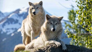 El lobo, un animal esquivo