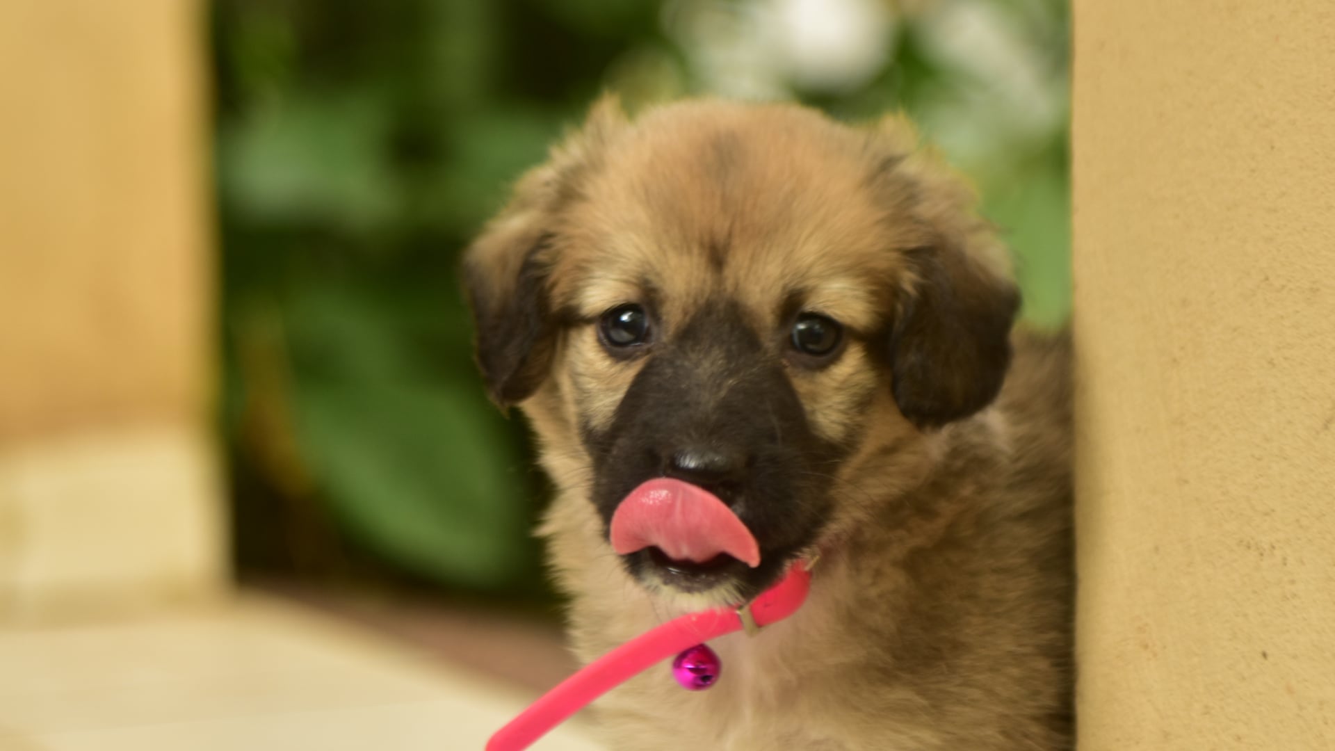 Informarse sobre la raza, el tamaño y las necesidades del cachorro ayuda a reducir el estrés y facilita una convivencia saludable (Canva)
