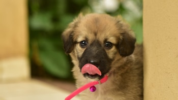 Si tu perro tiene un collar antiparasitario, es importante no cometer este error: “Puede llegar a costar muy caro”