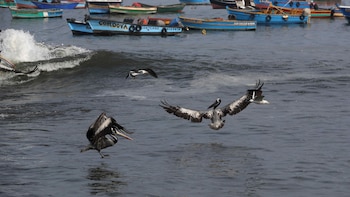 Ley de pesca artesanal: Produce
