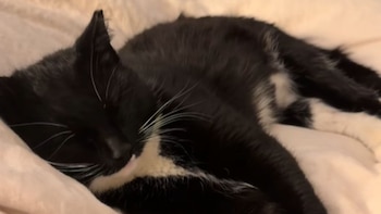 El video del gato disfrutando