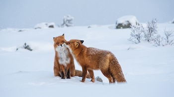 Dos zorros rojos en un paisaje nevado, uno sentado y el otro de pie, con nieve cayendo, rocas y arbustos cubiertos de nieve en el fondo.
