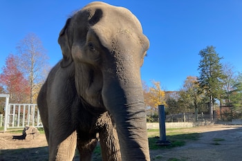 La querida elefanta Ruth murió