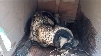 Indignación en Guanajuato: una cachorrita