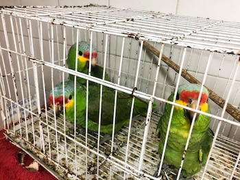 Profepa resguardó distintos tipos de