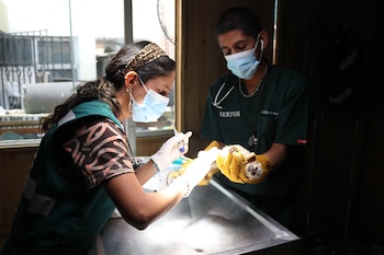 Veterinarios de Serfor examinan a