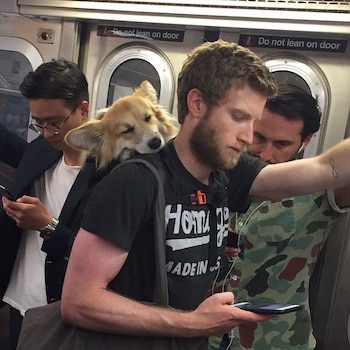 Un hombre con barba lleva un perro Corgi dormido en un bolso sobre su hombro. Otros dos pasajeros se ven en el vagón de metro con letreros "Do not lean on door"