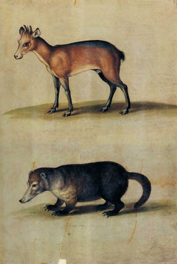 Ilustración antigua que muestra dos animales: arriba, un pequeño cérvido marrón con patas y cuernos oscuros; abajo, un coatí de pelaje oscuro con hocico alargado