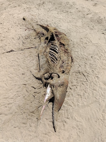 El 94% habría fallecido en