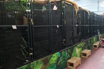 Vista interior de una instalación con una hilera de grandes recintos de malla negra y paredes con murales de selva, con algunas cajas de madera en el suelo