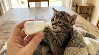 Primer plano de un gato bebé atigrado envuelto en una manta a cuadros, bebiendo leche de un biberón sostenido por una mano humana sobre una mesa de madera.