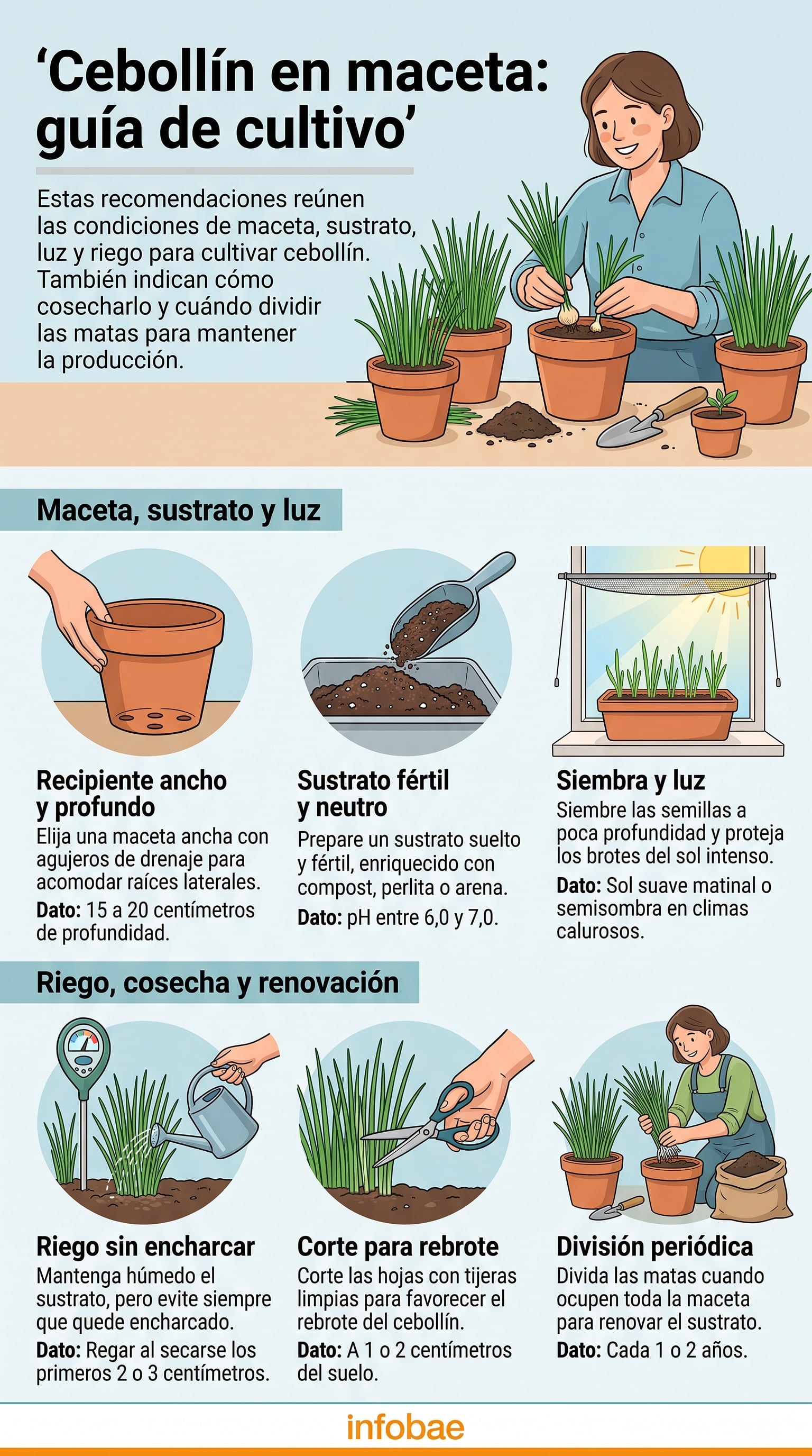 Guía de cultivo y cuidado de cebollín en macetas. (Imagen Ilustrativa Infobae)