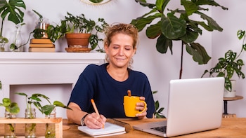 El ficus pandurata o lyrata