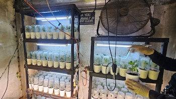 PNCdeGuatemala y el Ministerio Público localizan plantación de marihuana en Chimaltenango