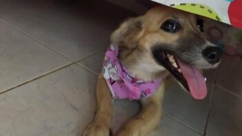 Aerolínea perdió una perrita en