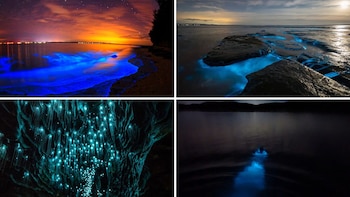 Maravillas nocturnas: los 5 destinos bioluminiscentes que parecen de otro planeta