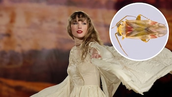 Un nuevo género de insectos fue bautizado en honor a Taylor Swift: sus ejemplares habían pasado décadas en museos sin descripción