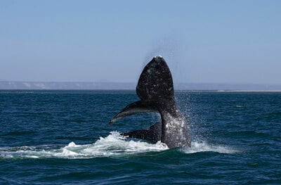 FUENTE Fideicomiso de Turismo de Baja California Sur