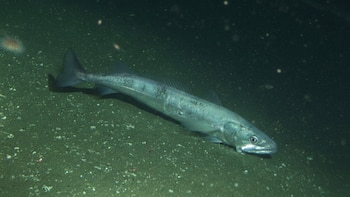 El calentamiento del océano reduce