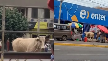 Toro sembró caos en una zona comercial de Lurín: corrió entre tiendas y transeúntes antes de ser acorralado