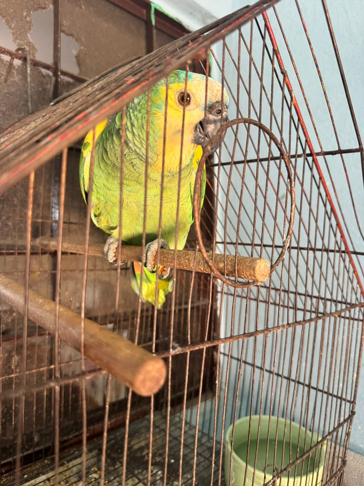 Más de 200 especies pudieron ser rescatadas