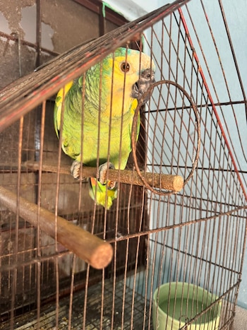 Más de 200 especies pudieron