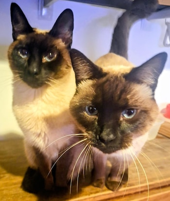 Dos gatos con pelaje color crema y puntos oscuros, ojos azules, bigotes largos, sentados en una mesa de madera. Fondo borroso
