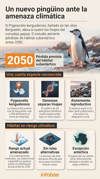 Infografía con información sobre el pingüino Pygoscelis kerguelensis, seis rectángulos con texto e iconos y el logotipo de Infobae en la base.