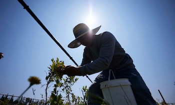 Un trabajador agrícola usa sombrero de paja y ropa de manga larga mientras se agacha para atender plantas bajo un sol brillante. Un cubo blanco está en el suelo