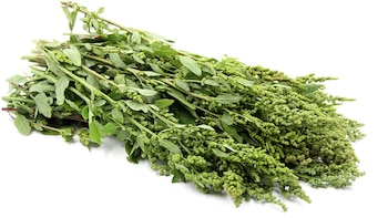 La UNAM destaca al huauzontle por su valor alimentario y su potencial agrícola