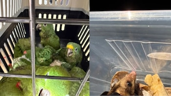 Los ejemplares fueron trasladados al Centro de Atención y Valoración de Fauna Silvestre en Tocaima para su rehabilitación y protección- crédito CAR