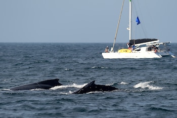 Unas ballenas jorobadas salen a la superficie cerca de una embarcación del Proyecto Ballena Jorobada durante una actividad de seguimiento frente a la costa de Río de Janeiro, Brasil, el martes 30 de junio de 2026 (Foto AP/Dhavid Normando)
